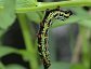 Eumorpha fasciatus, the Banded Sphinx